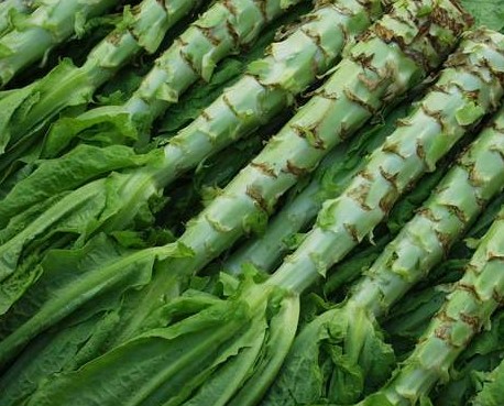 Asparagus Lettuce seed  chinese Lactuca sativa Tai Ko Tsoi